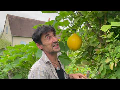 Oïdium sur  courges, courgettes ou concombres, que faire ?