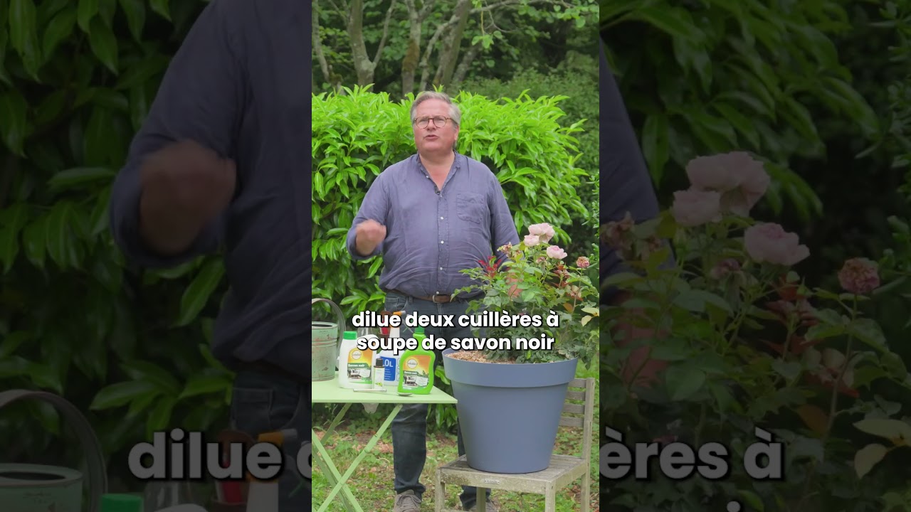 Pucerons sur mes plantes : le savon noir est-il vraiment efficace ? - Truffaut