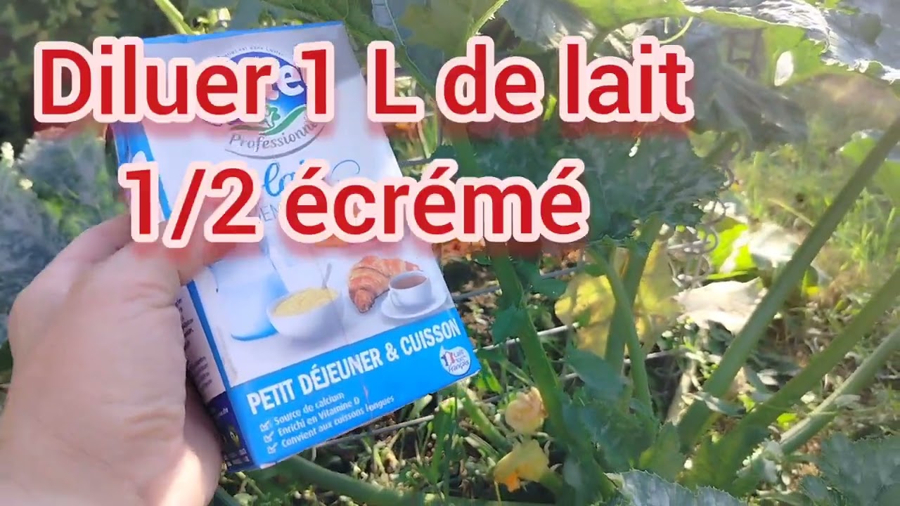 OÏDIUM sur COURGETTES, le reconnaître et LUTTE BIOLOGIQUE