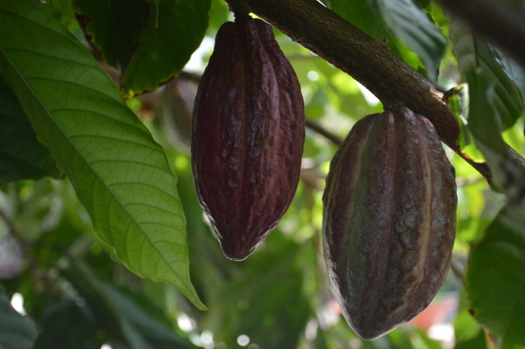 Poudre de cacao non sucré : valeurs nutritionnelles