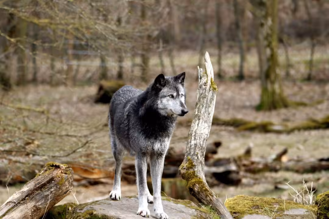 Durée de vie du loup : Quelle est son espérance de vie dans la nature et en captivité ?
