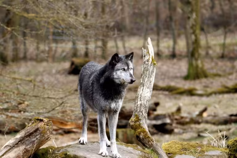 Durée de vie du loup : Quelle est son espérance de vie dans la nature et en captivité ?
