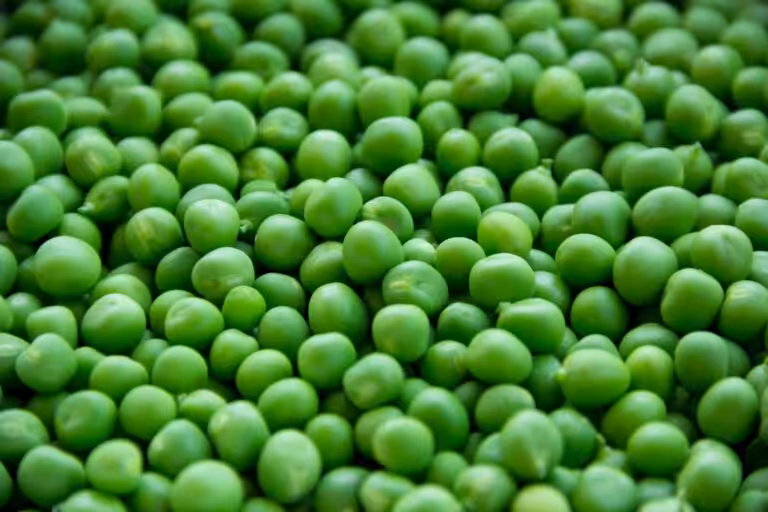 Petits pois en conserve : valeurs nutritionnelles
