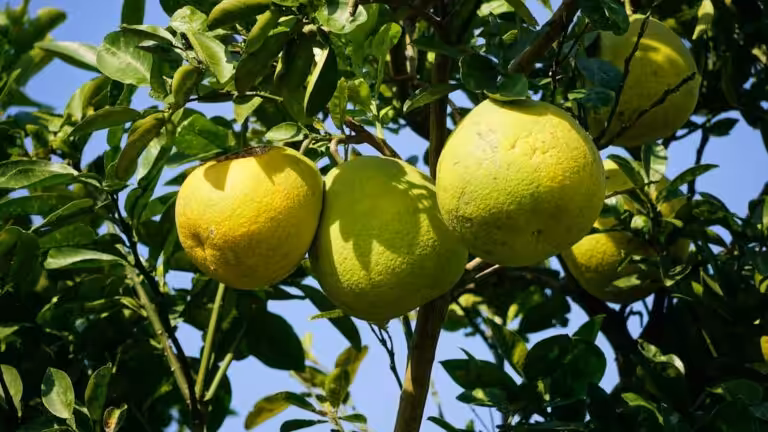 Pomelo : quelles sont ses vertus pour la santé ?